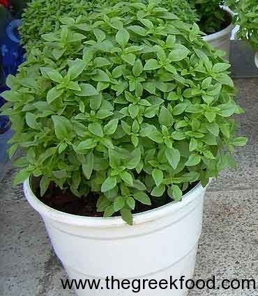 basil