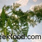 Fennel