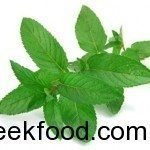 Fresh Mint 