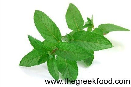 Fresh Mint